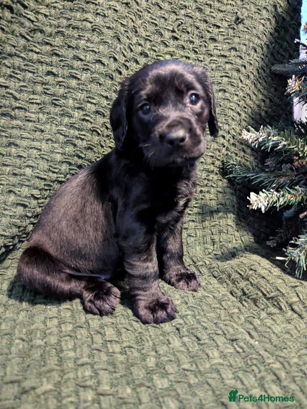 Cockerdor dogs for sale: Cockador Puppies - Advert 8