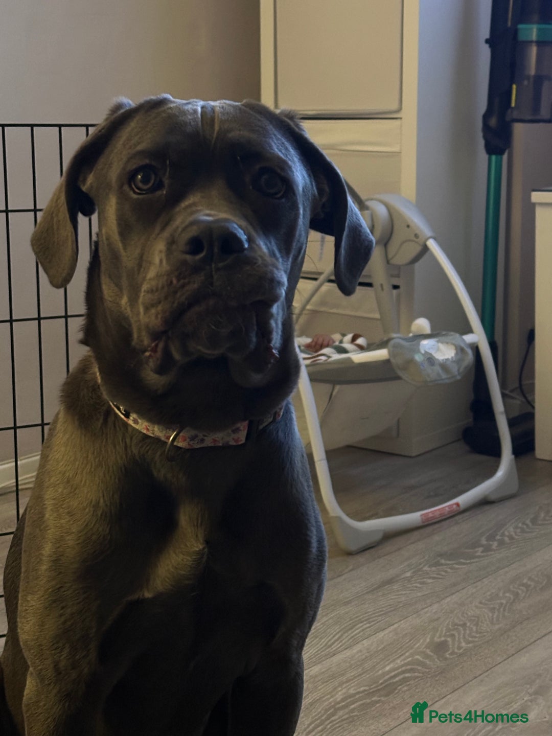 Cane Corso dogs for sale: Nellie 11 month old cane corso  - Image 2