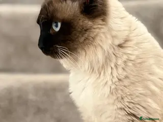 Ragdoll cats RAGDOLL STUD - Advert 1
