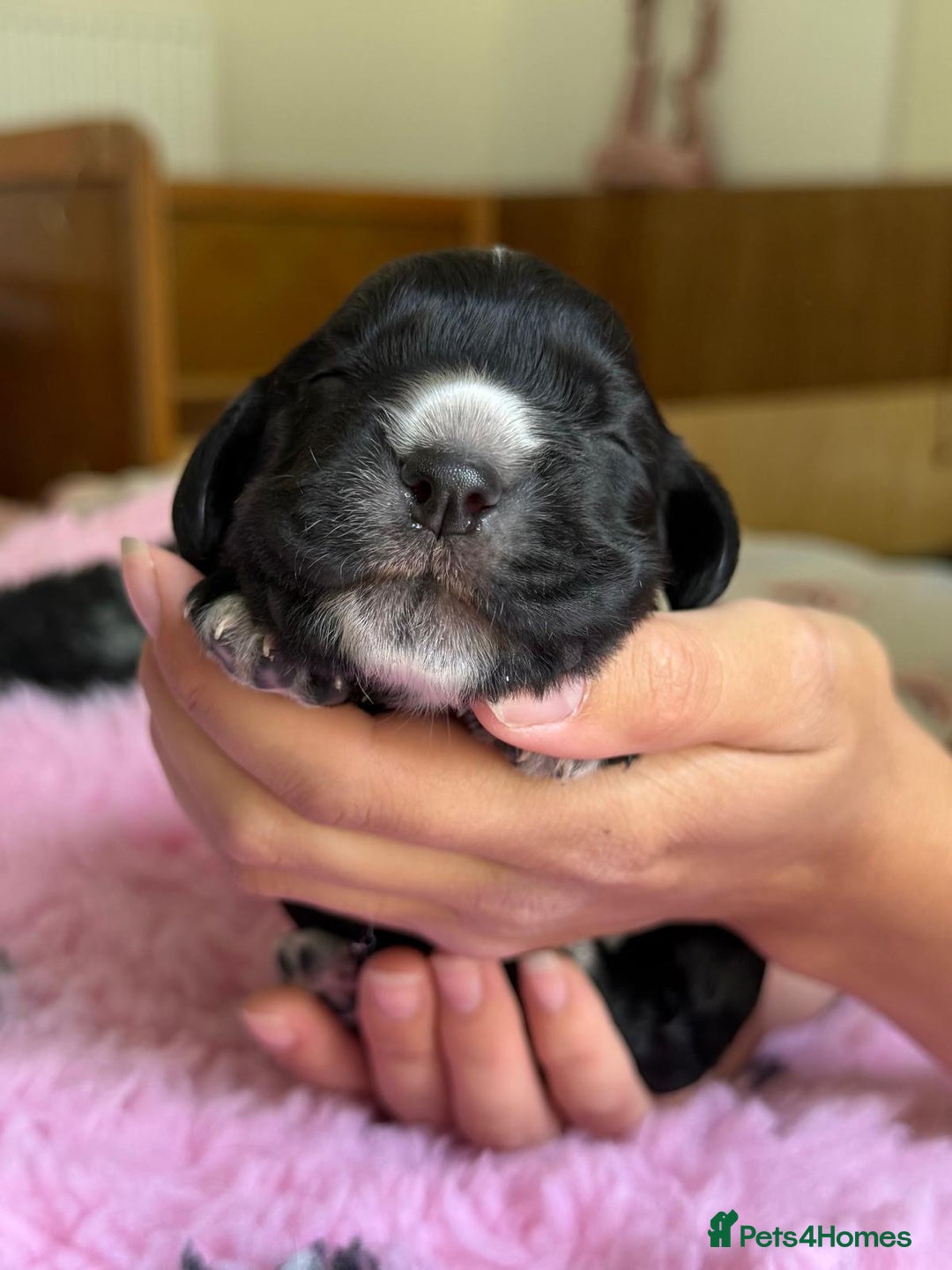 Cocker Spaniel dogs for sale: Gorgeous KC registered Working Cocker Spaniels - Image 7