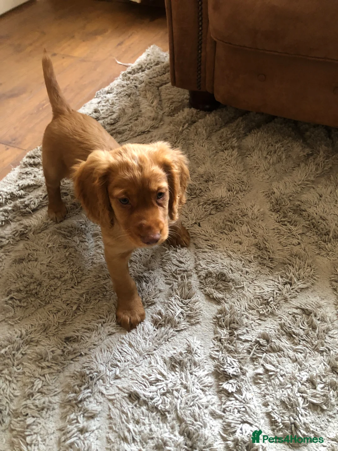 Cocker Spaniel dogs for sale: KC REG Beautiful Golden Cocker Spaniel Puppy  - Advert 2