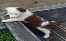 Bearded Collie dogs for sale: Red beardie collie pups  - Image 9