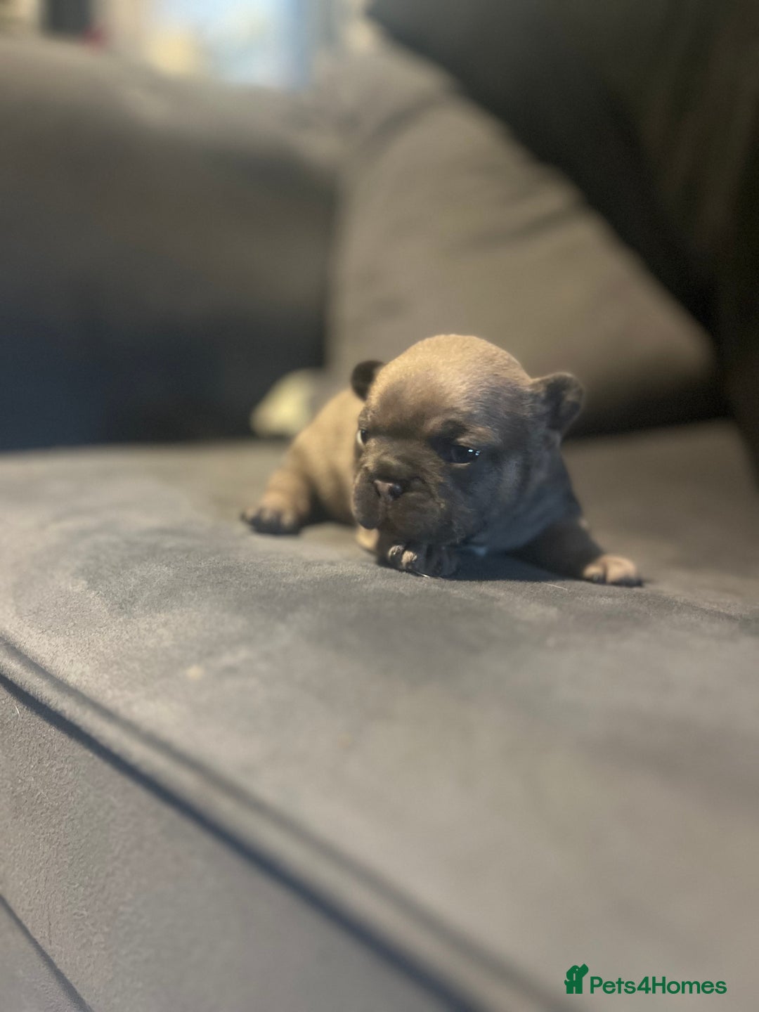 French Bulldog dogs for sale: French bulldog pup - Advert 13