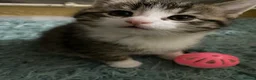 British Shorthair cats for sale: Beautiful British Shorthair Kittens Boys & Girls - Advert 4