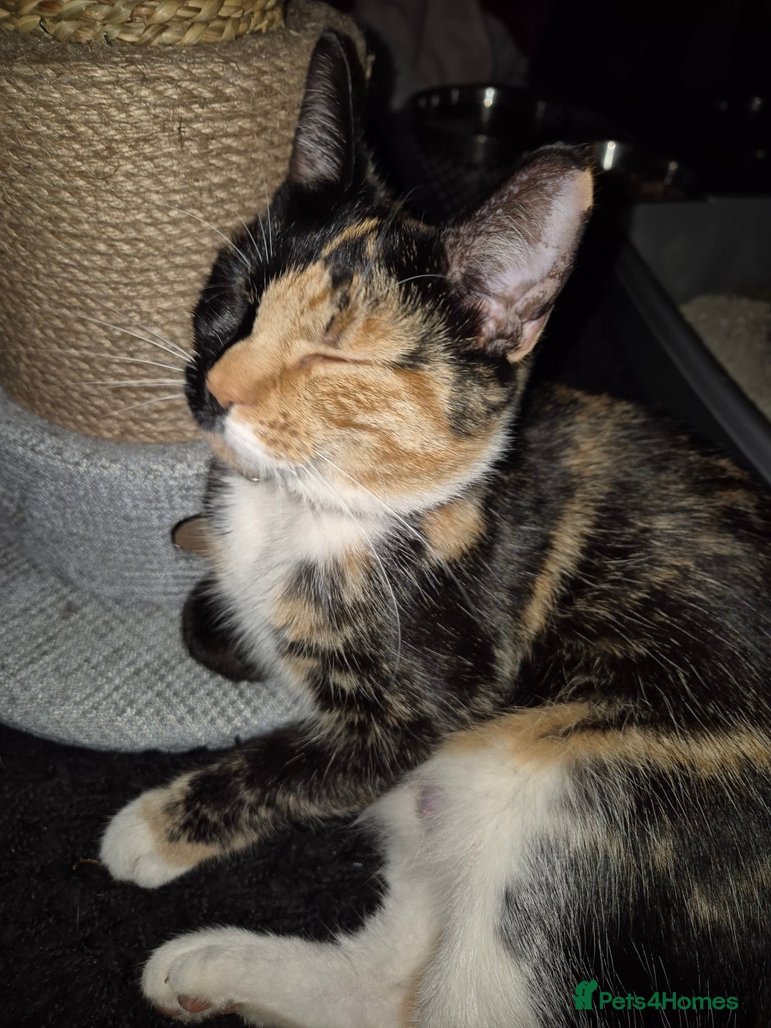 Mixed Breed cats for sale: Male kittens - Advert 1