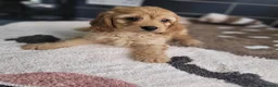 Cavapoo dogs for sale: You F1 Cavapoo puppies - Advert 17