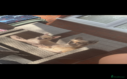 Chihuahua dogs for sale: Long haired chihuahuas READY TO LEAVE NOW. - Image 12
