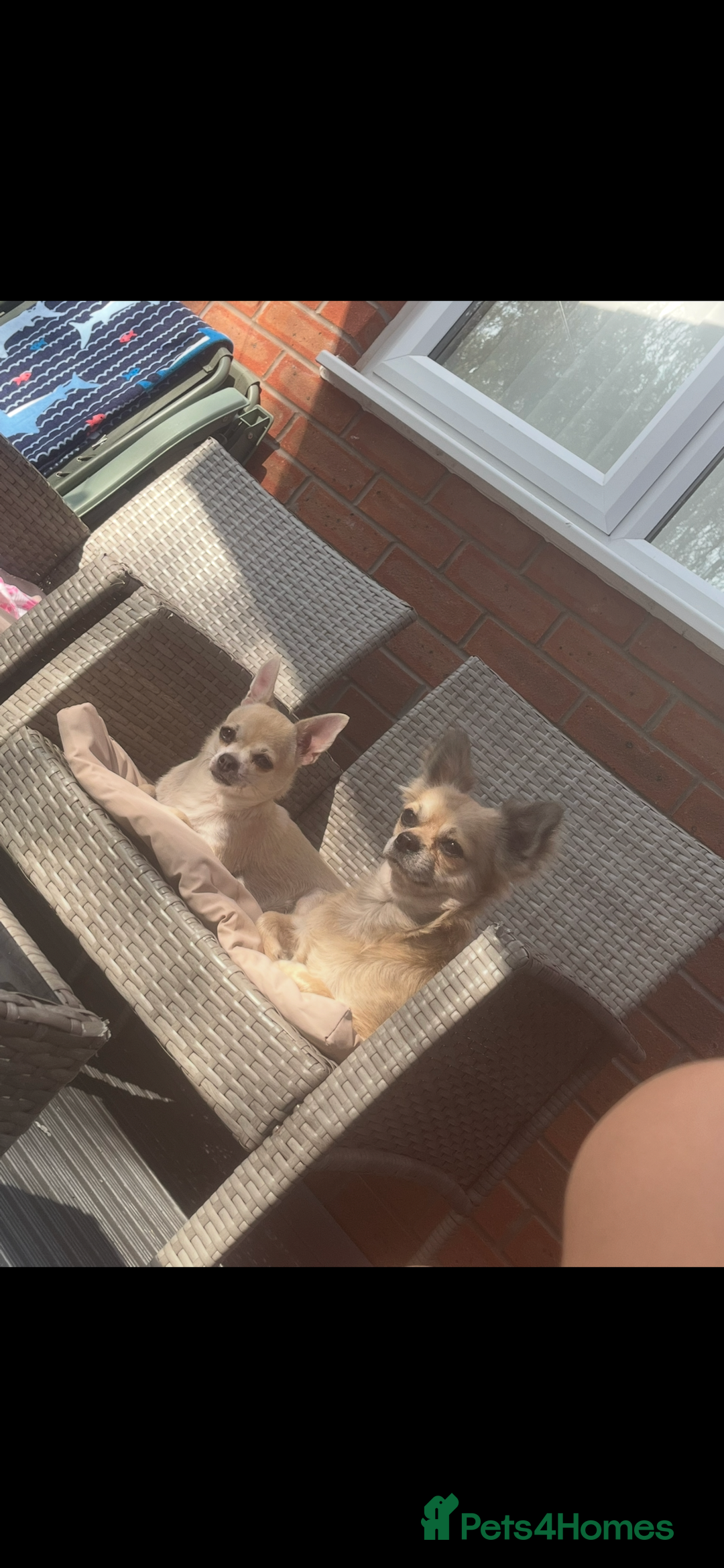 Chihuahua dogs for sale: Long haired chihuahuas READY TO LEAVE NOW. - Image 12