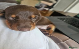 Dachshund dogs for sale: Miniature Dachsunds ready 2/9 - Image 32