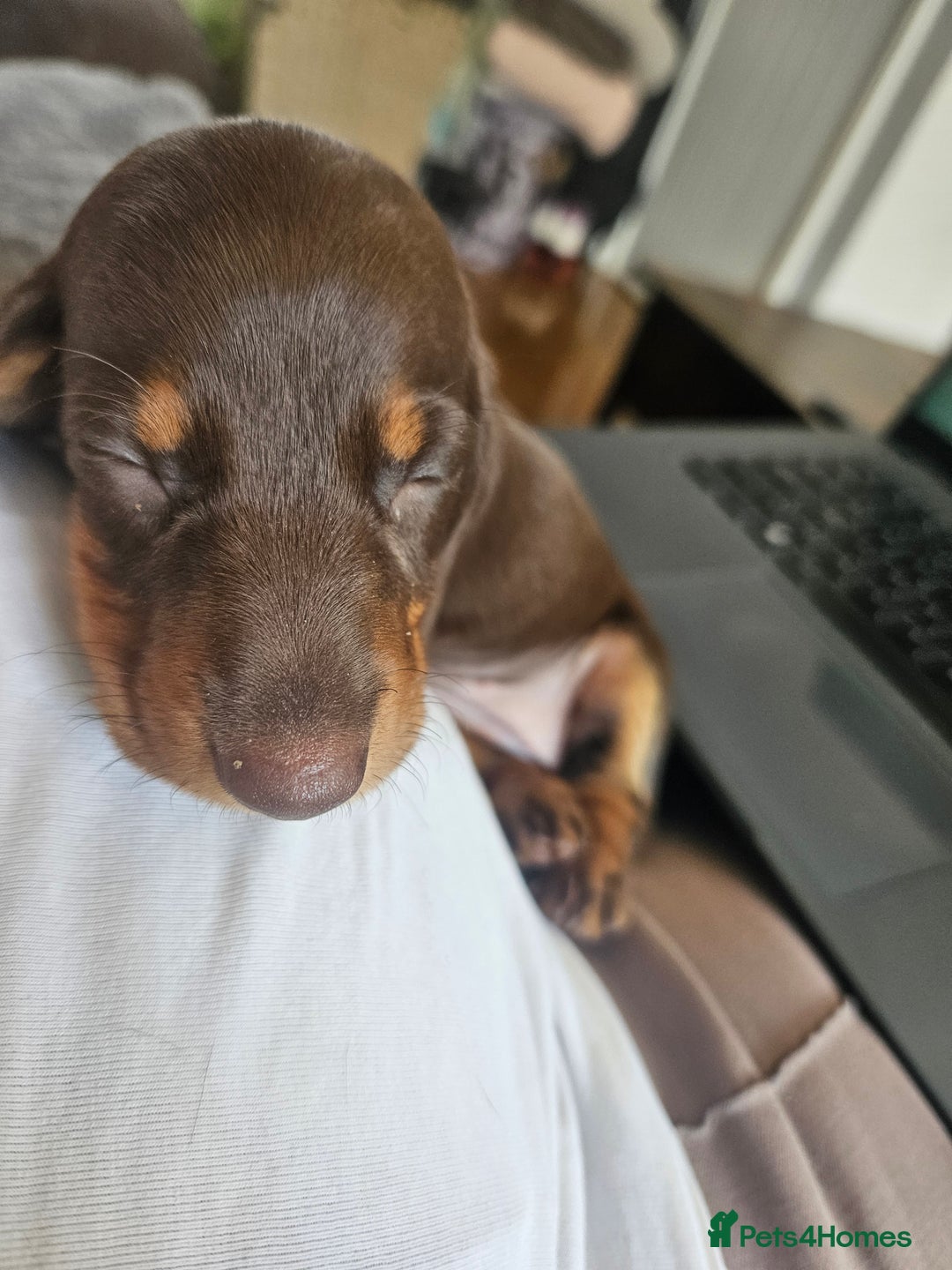 Dachshund dogs for sale: Miniature Dachsunds ready 2/9 - Image 32