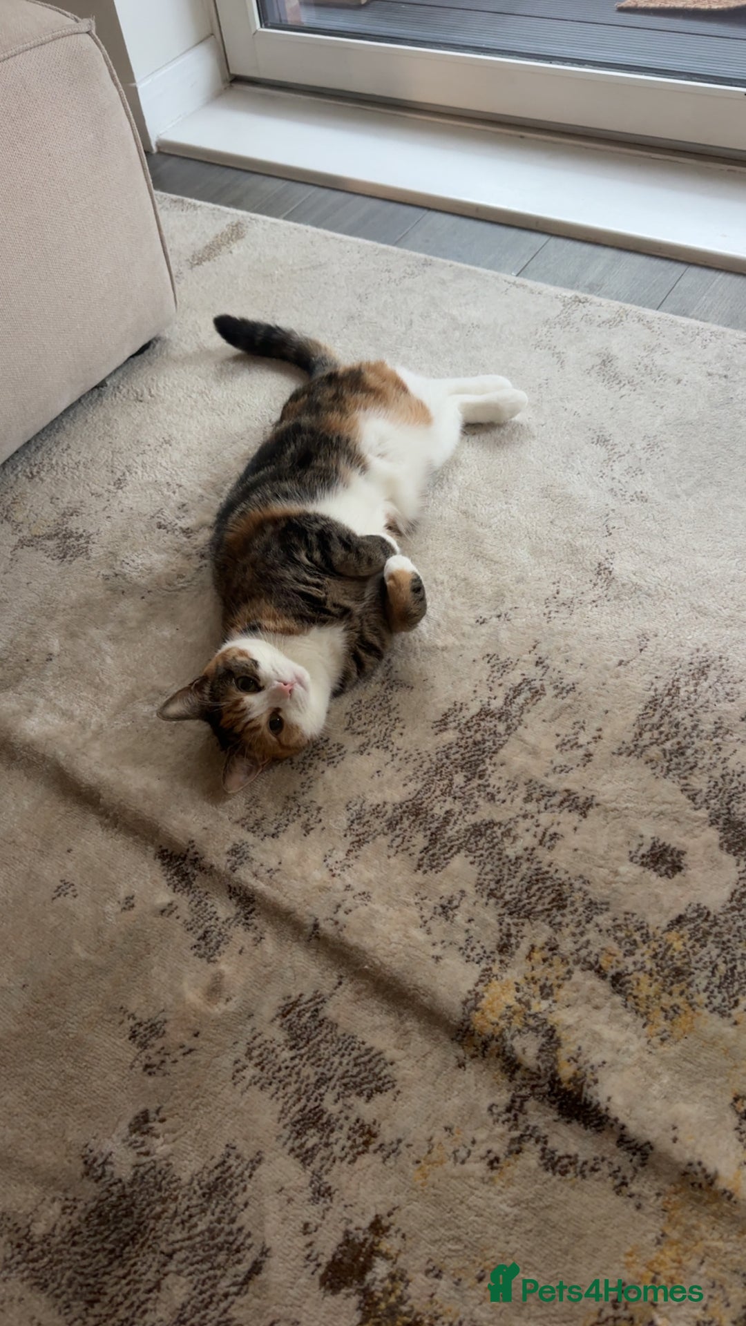 Domestic Shorthair cats for sale: Nala (5) & Kiara (1) - Advert 15