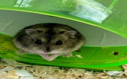 Hamster rodents for sale: Russian dwarf hamster  - Image 2