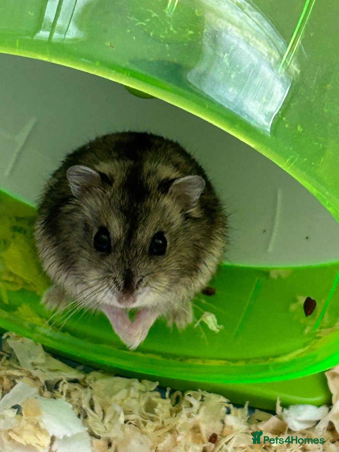 Hamster rodents for sale: Russian dwarf hamster  - Image 2