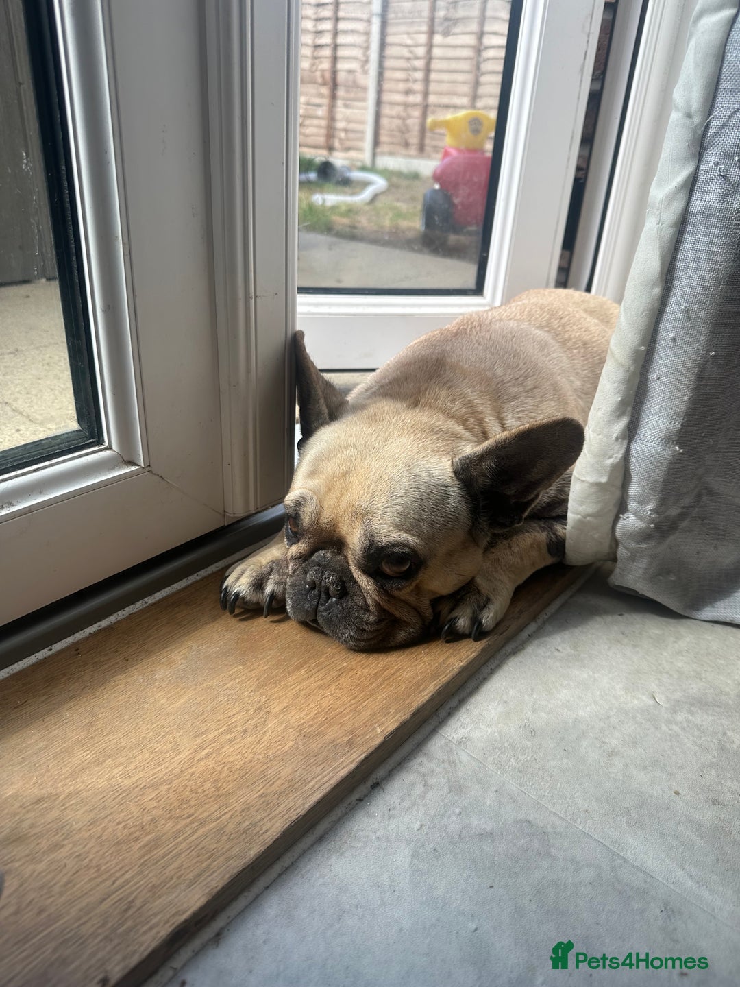 French Bulldog dogs for sale: French bulldog  - Image 4