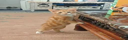 Mixed Breed cats for sale: Kitten - Advert 11
