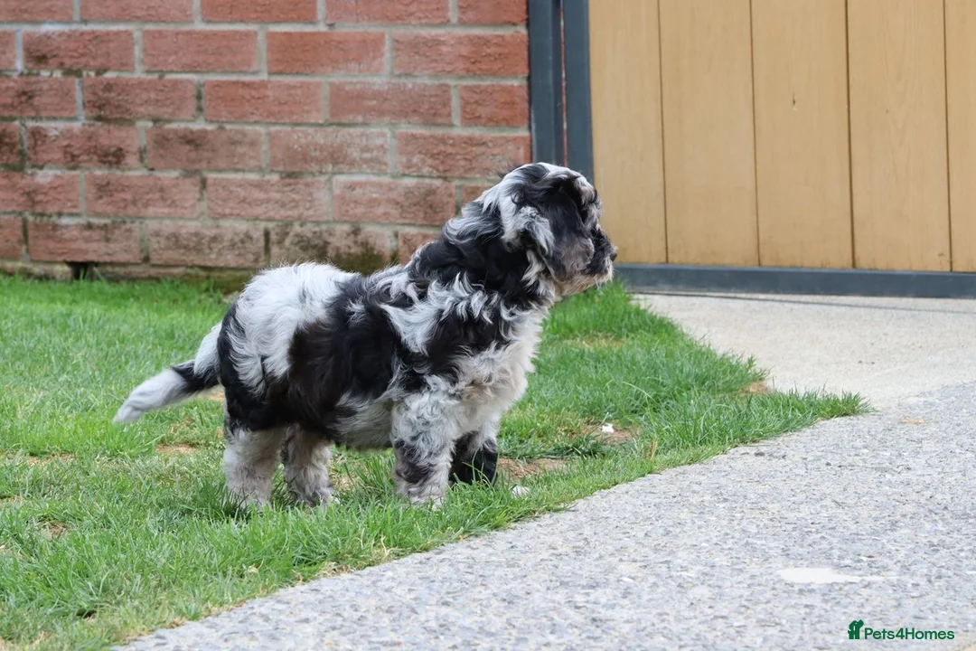 Cavapoo dogs for sale: F1 Cavapoo Female puppy FULLY VACCINATED  - Advert 2