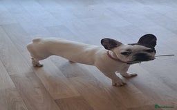 French Bulldog dogs for sale: 10 month old French bulldog girl.  - Image 4