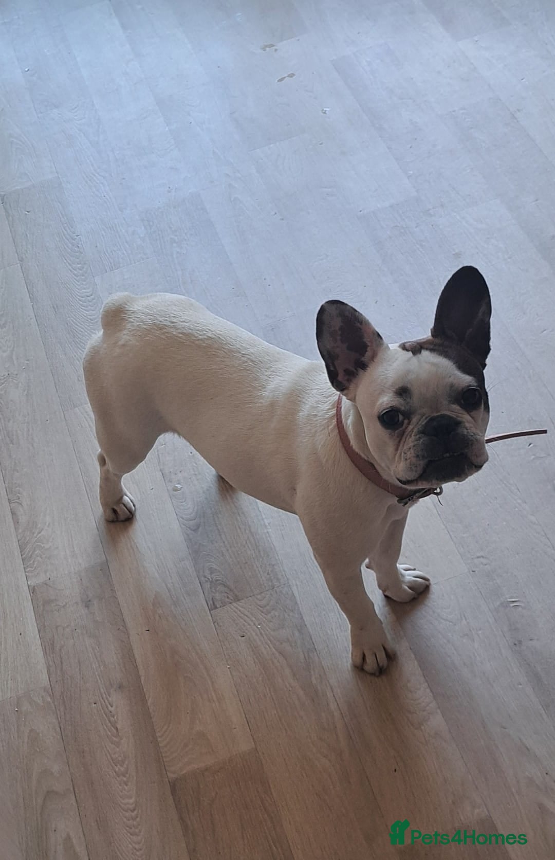 French Bulldog dogs for sale: 10 month old French bulldog girl.  - Image 4