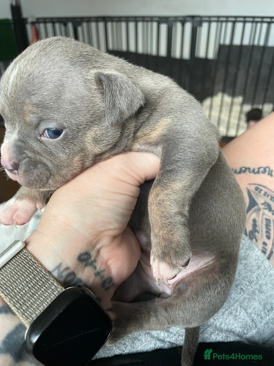 American Bully dogs for sale: American Pocket bully’s puppies  - Advert 14