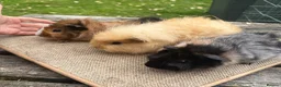 Guinea Pig rodents for sale: Beautiful baby & young adult Guinea Pigs. - Advert 5