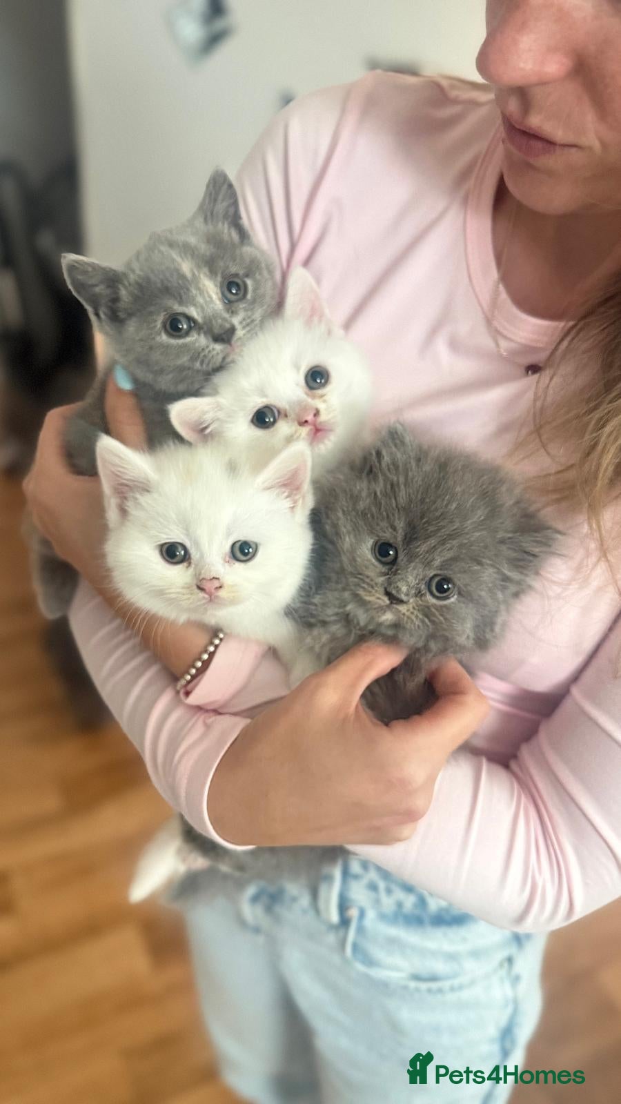 British Shorthair cats Adorable British kittens - Advert 2
