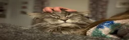 Maine Coon cats for sale: Purebred Maine Coon Kittens.Blue,Black Smoke,Tabby - Advert 8