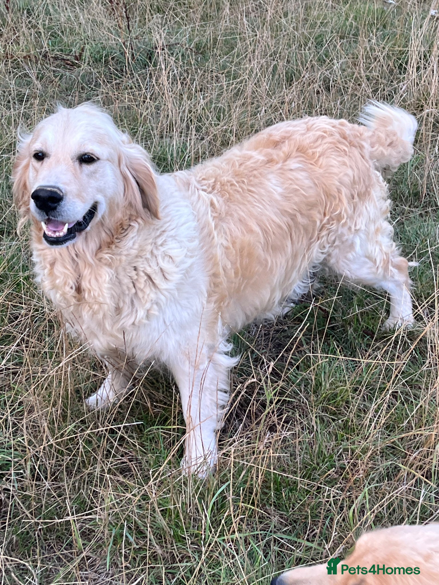 Golden Retriever dogs 5 year old golden Retreiver girl  - Advert 4