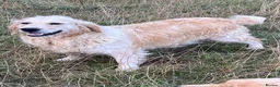 Golden Retriever dogs for sale: 5 year old golden Retreiver girl  - Advert 1