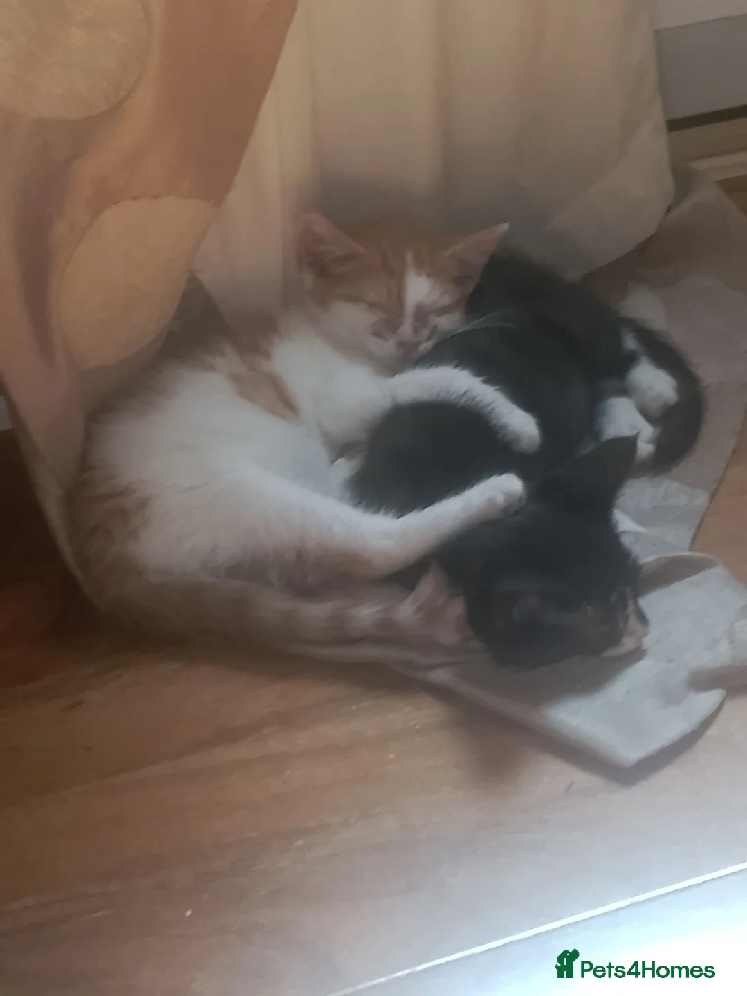 Mixed Breed cats for sale: 2 kittens for sale in London - Advert 2