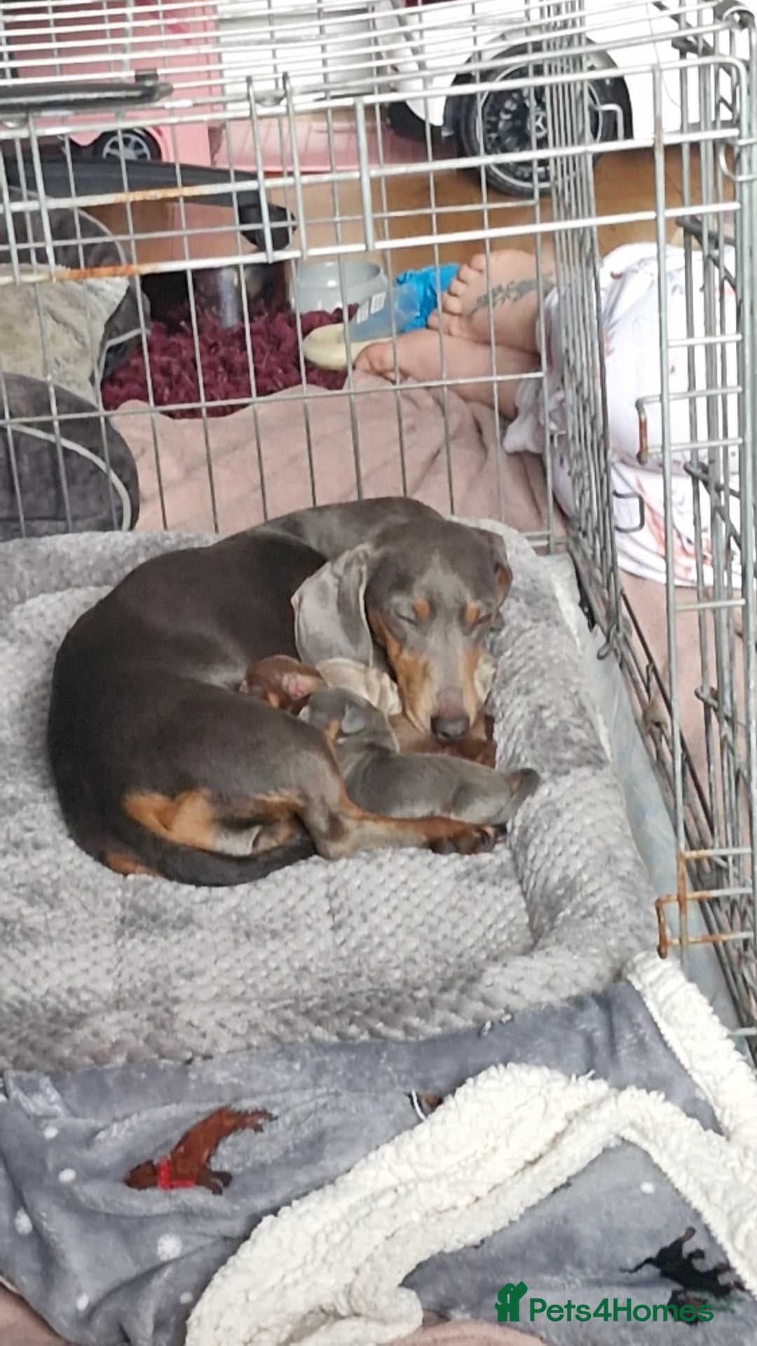 Dachshund dogs Dachshund puppies for sale - Advert 17