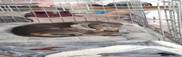 Dachshund dogs for sale: Dachshund puppies for sale in Houghton le Spring - Advert 1