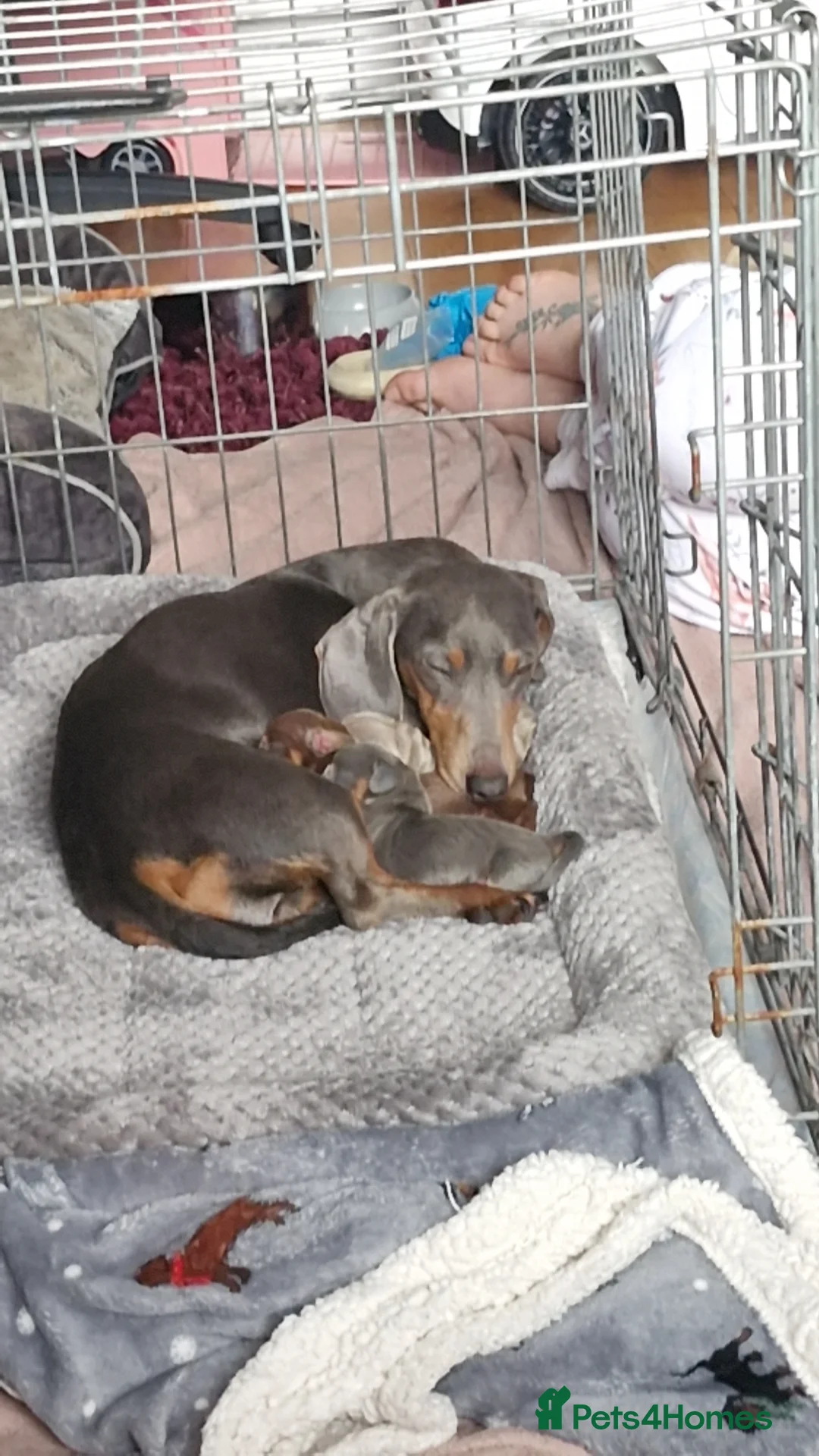Dachshund dogs for sale: Dachshund puppies for sale in Houghton le Spring - Advert 1