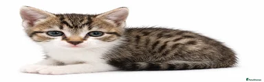 Domestic Shorthair 1