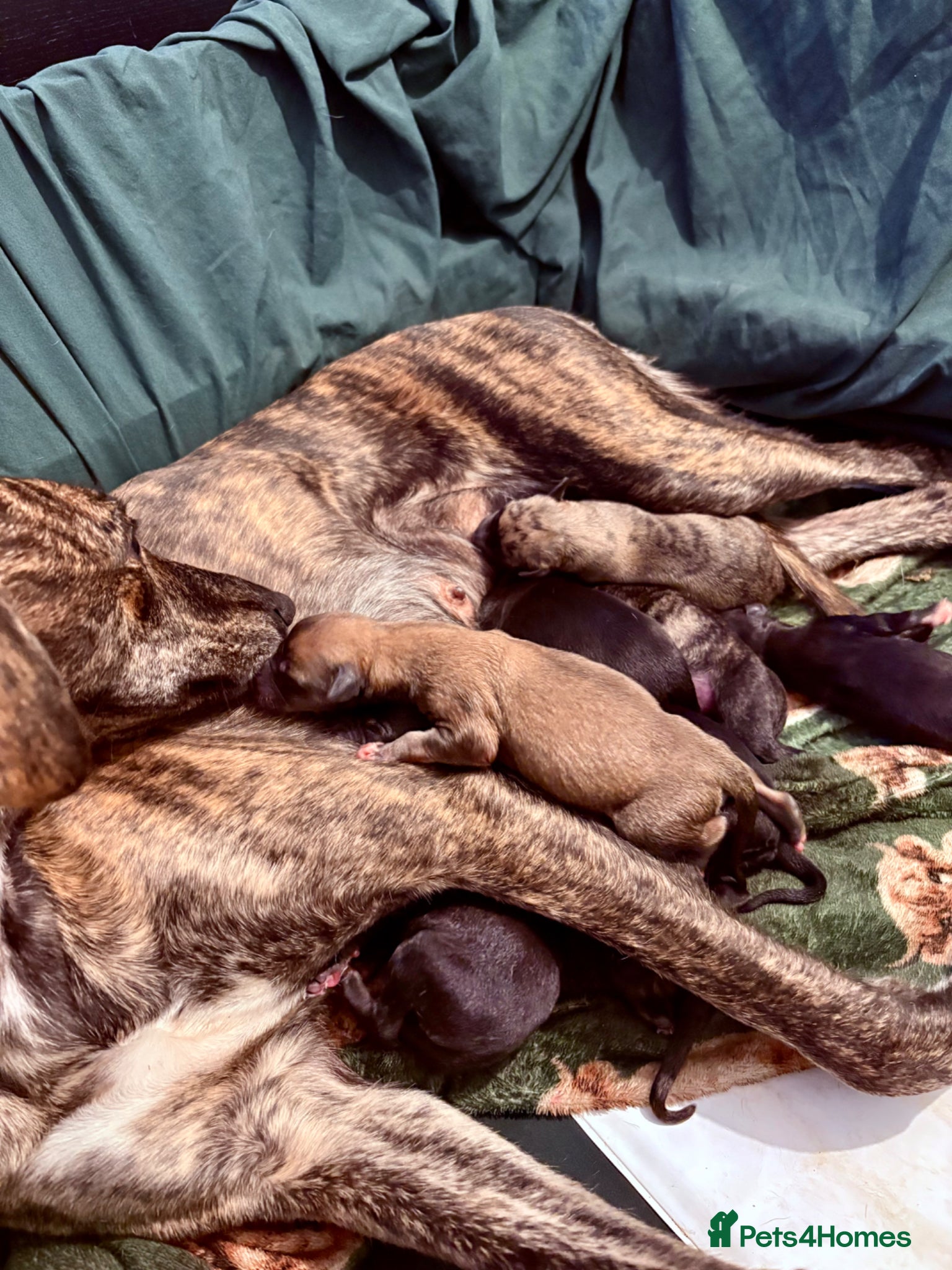 Whippet dogs Whippet puppies  - Advert 2