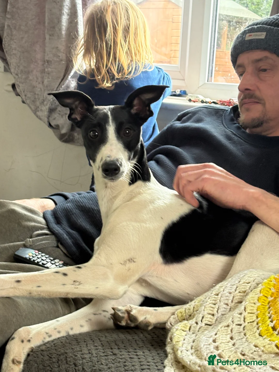 Mixed Breed dogs for sale: Luna 8 month old female  - Advert 2