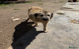 Mixed Breed dogs for adoption: Retired boy needs a family - Image 3