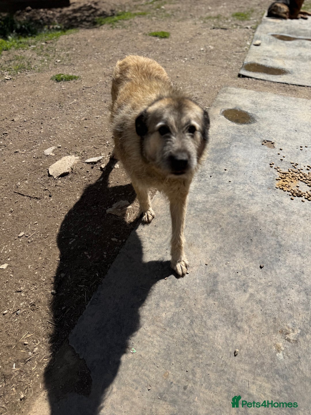 Mixed Breed dogs for adoption: Retired boy needs a family - Image 3