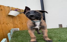 Belgian Shepherd Dog dogs for sale: Belgian Malinois puppies🐾 - Image 25