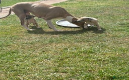 Italian Greyhound dogs for sale: Italian greyhound puppy’s  - Image 10