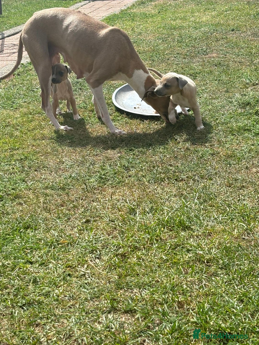 Italian Greyhound dogs for sale: Italian greyhound puppy’s  - Image 10
