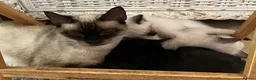 Ragdoll cats for sale: Ragdoll cross kittens.  - Advert 7
