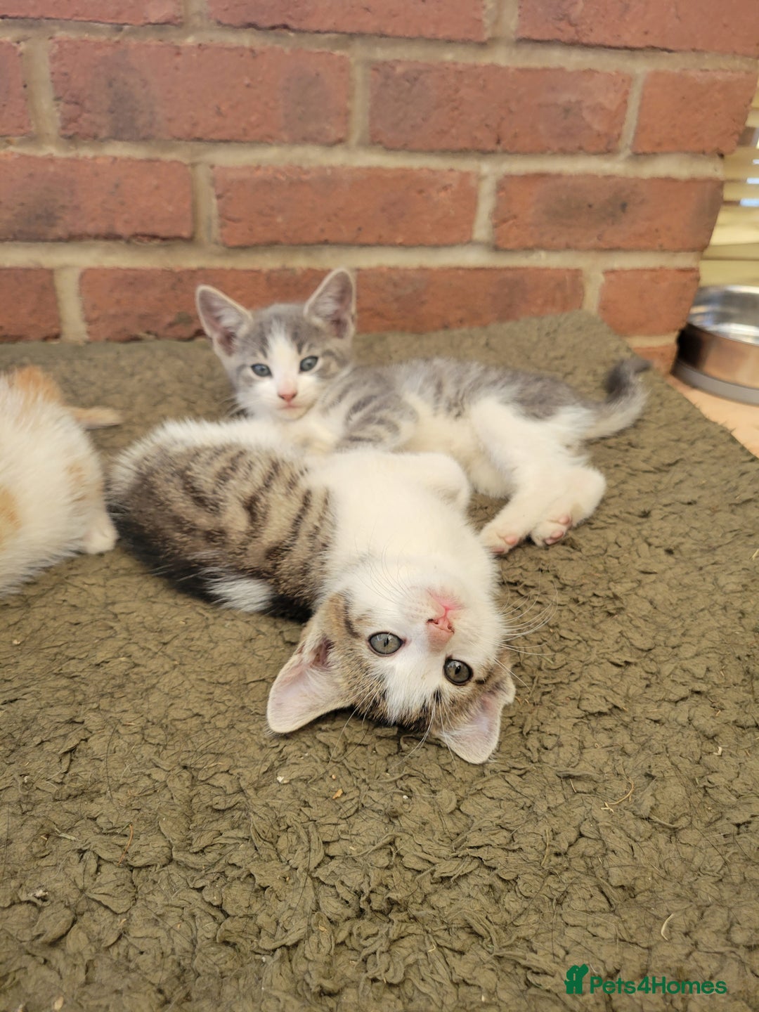 Domestic Shorthair cats for sale: Female kittens - Image 5