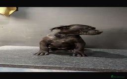 Presa Canario dogs for sale: Presa pups  - Image 3