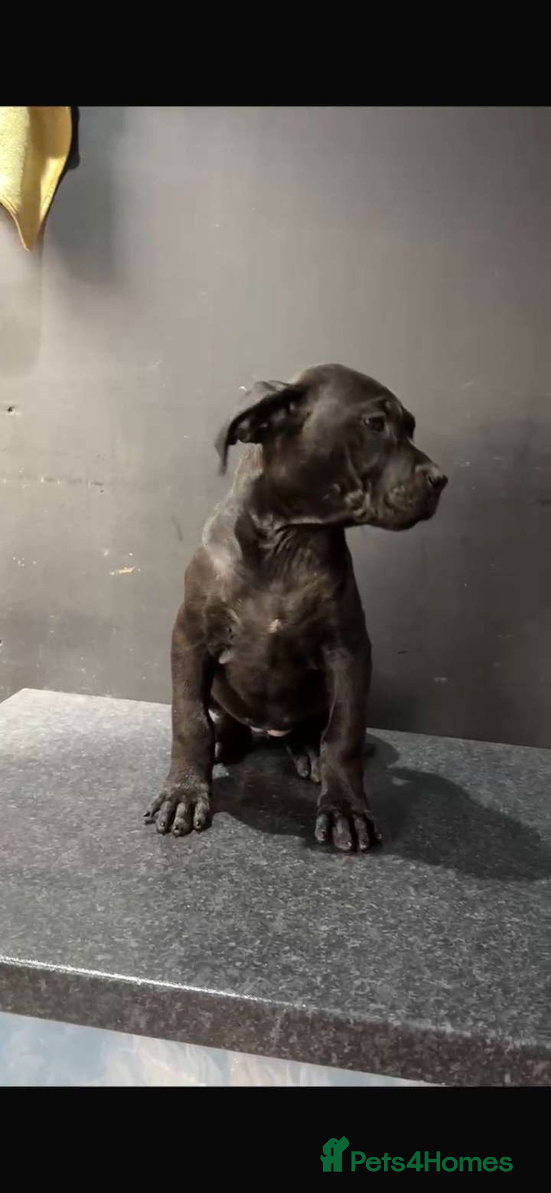 Presa Canario dogs for sale: Presa pups  - Image 3