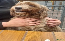 Mixed Breed dogs for sale: 5 Beautiful Cockapoo Girls ready  - Image 17