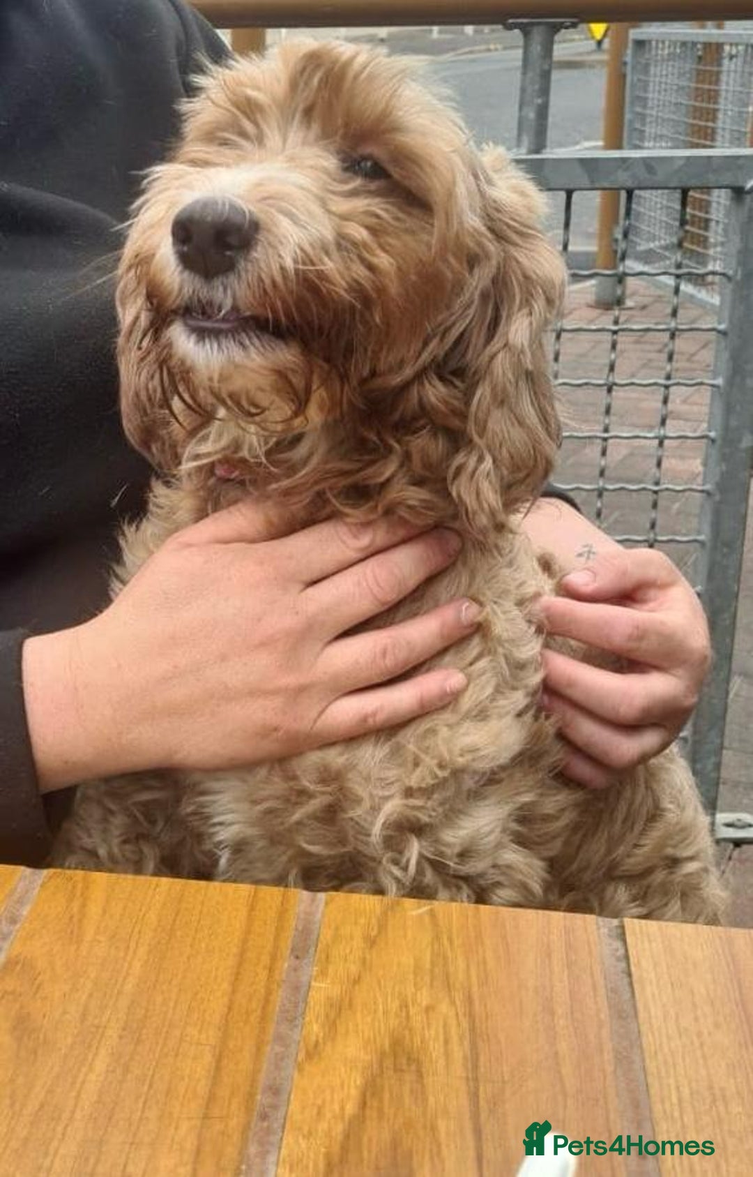 Mixed Breed dogs for sale: 5 Beautiful Cockapoo Girls ready  - Image 17