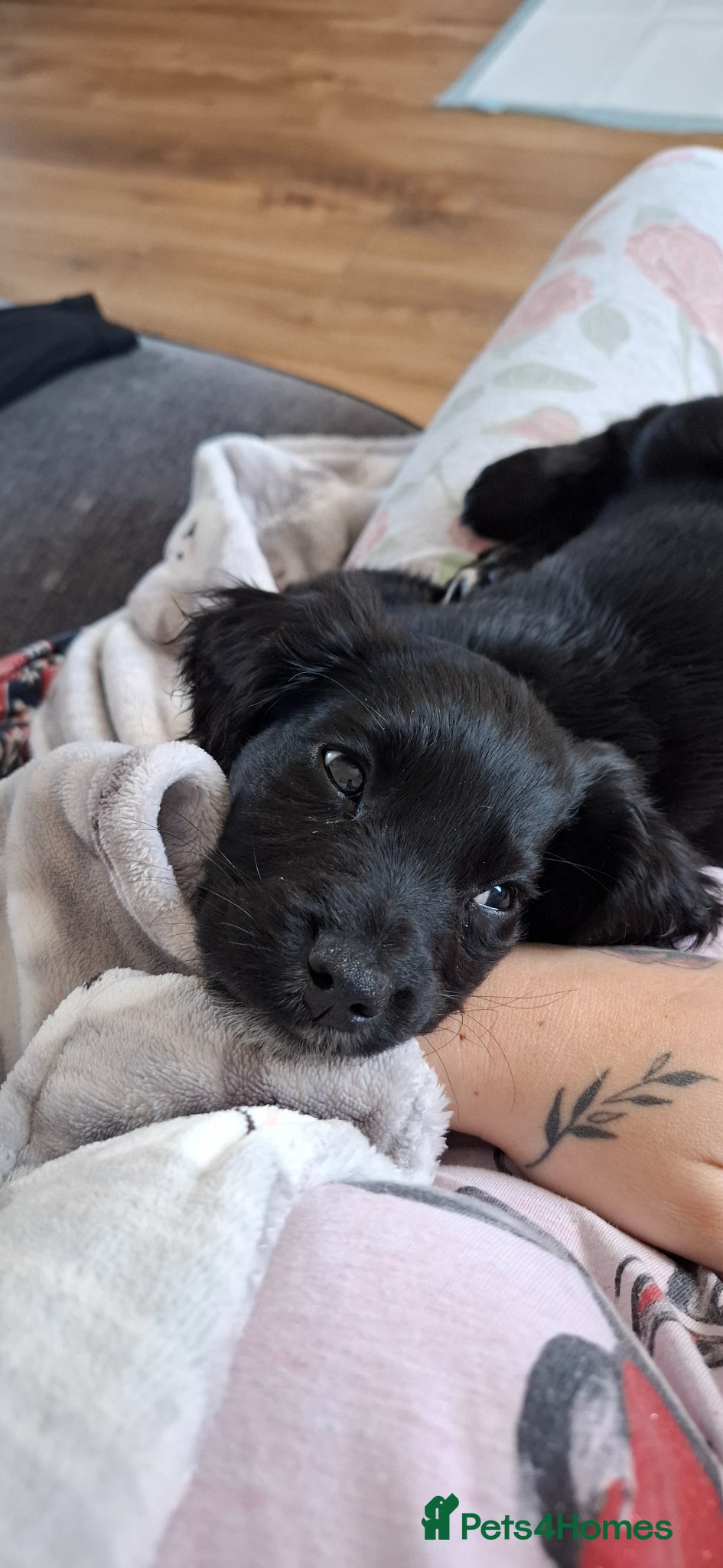 Mixed Breed dogs Spaniel cross  - Advert 3