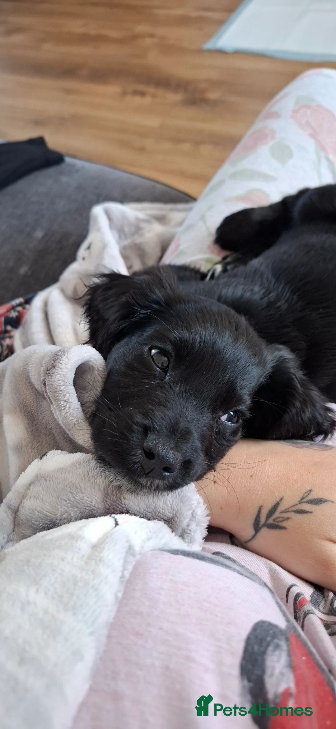 Mixed Breed dogs for sale: Spaniel cross  in Gateshead - Advert 1