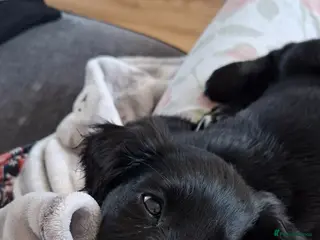 Mixed Breed dogs Spaniel cross - Advert 10