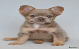 French Bulldog dogs for sale: Fluffy French Bulldogs/DNA Tested Parents  - Image 8